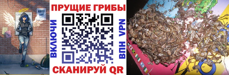 Псилоцибиновые грибы Cubensis  mega сайт  Егорьевск 